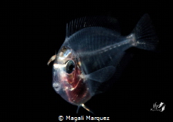 Sergeant fish larva stage 
Bonfire diving by Magali Marquez 
